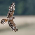 Wiesenweihe im Flug