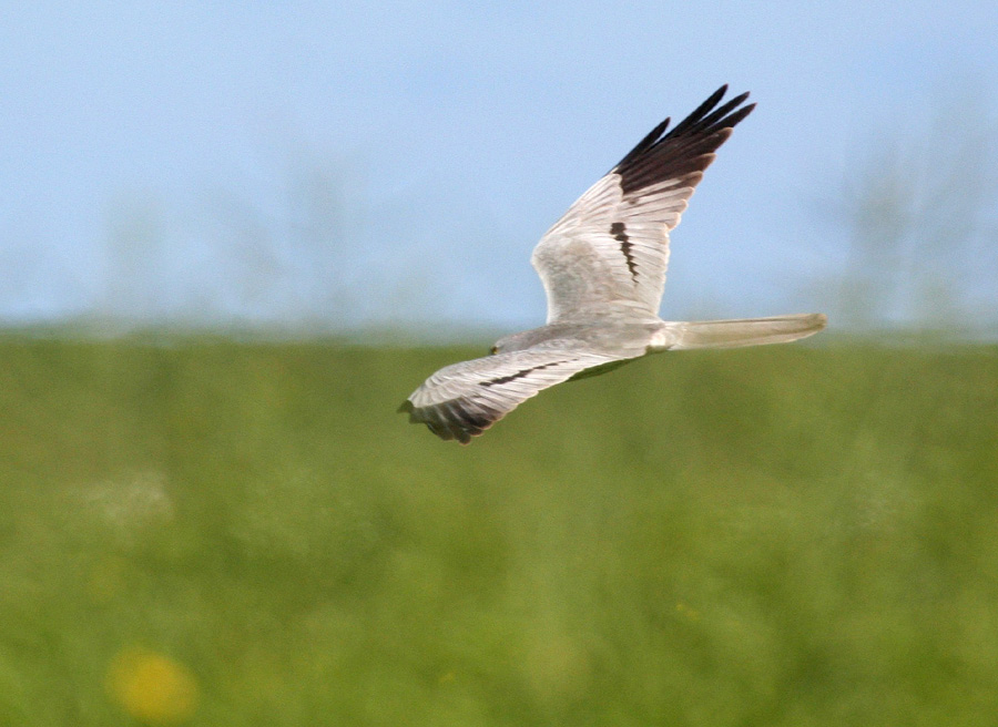 Wiesenweihe, Männchen adult