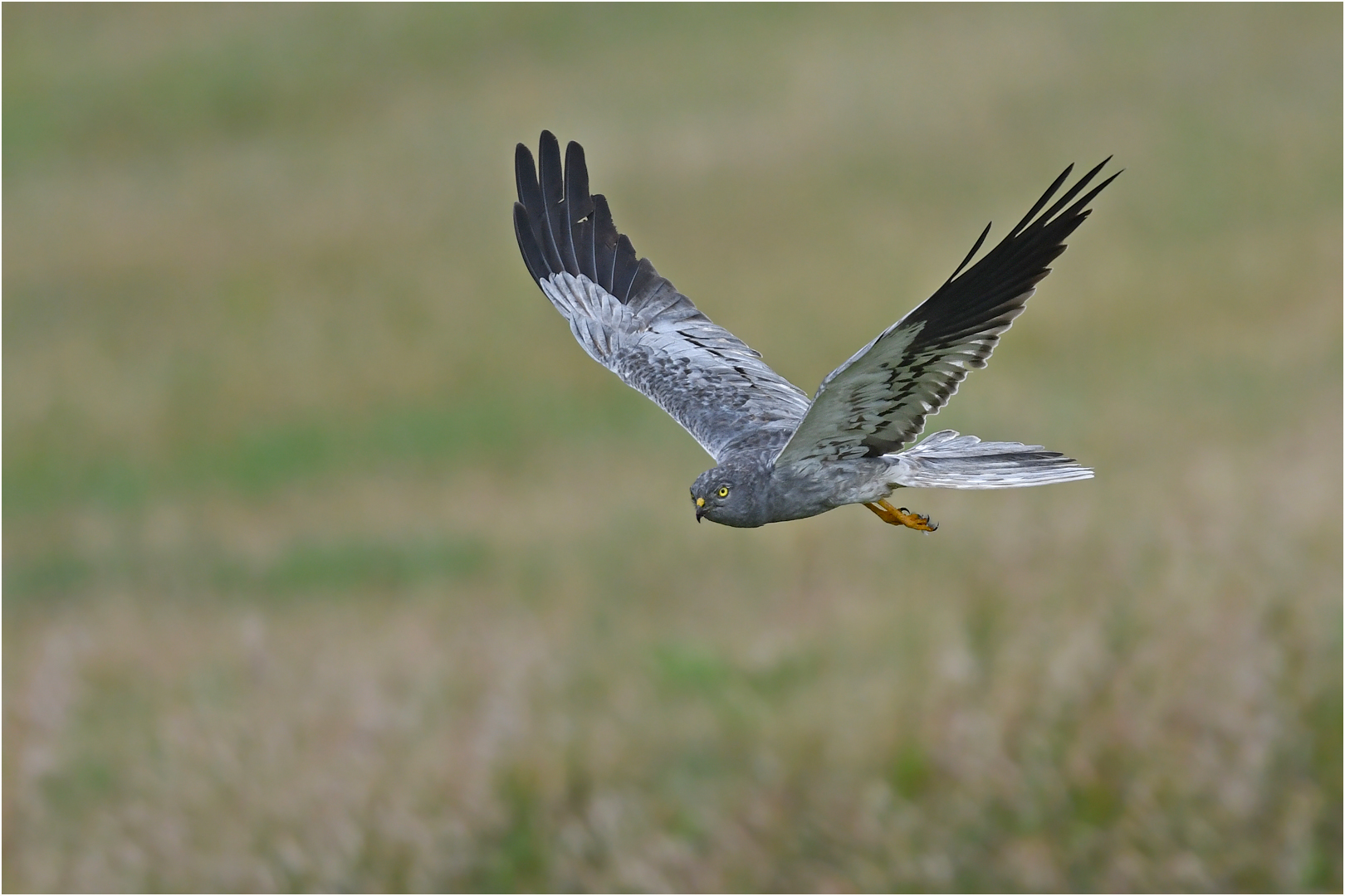 Wiesenweihe Flugbild Wiesenweihe Flugbild
