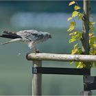 Wiesenweihe mit Beute