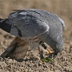 Wiesenweihe mit Maus