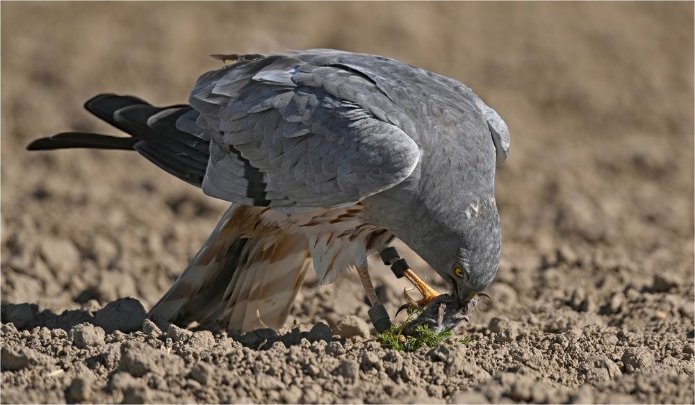 Wiesenweihe mit Maus