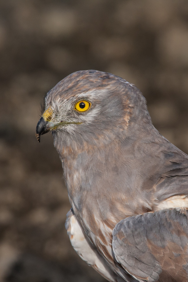 Wiesenweihe: Profil