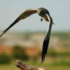 Wiesenweihe, Terzel im Anflug