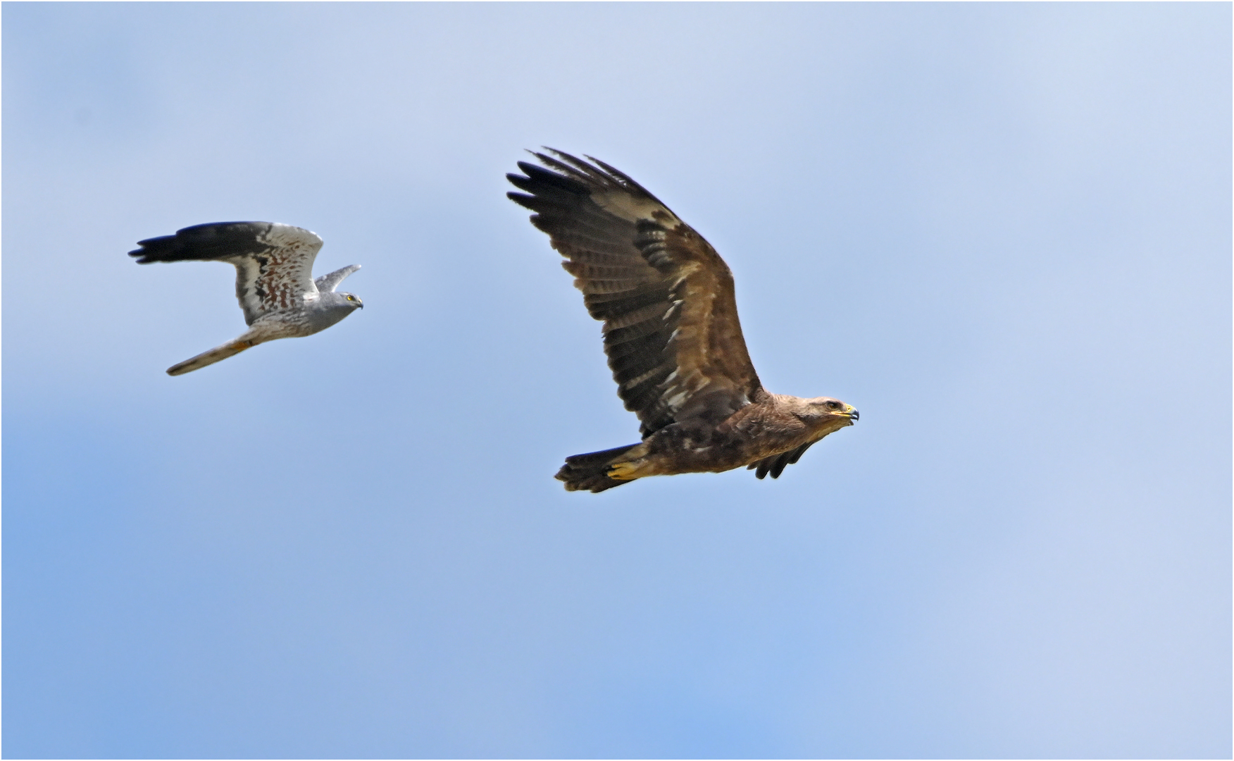 Wiesenweihe verfolgt Schreiadler