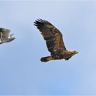 Wiesenweihe verfolgt Schreiadler