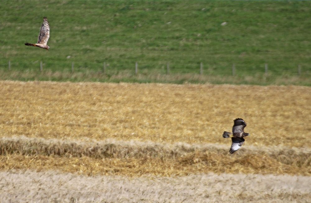 Wiesenweihe vertreibt Mäusebussard