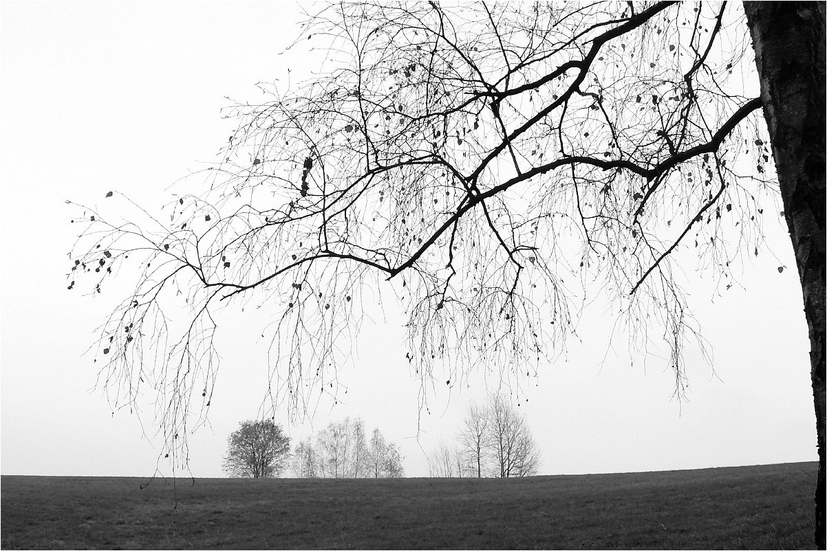 Wiesenwelt mit Deko