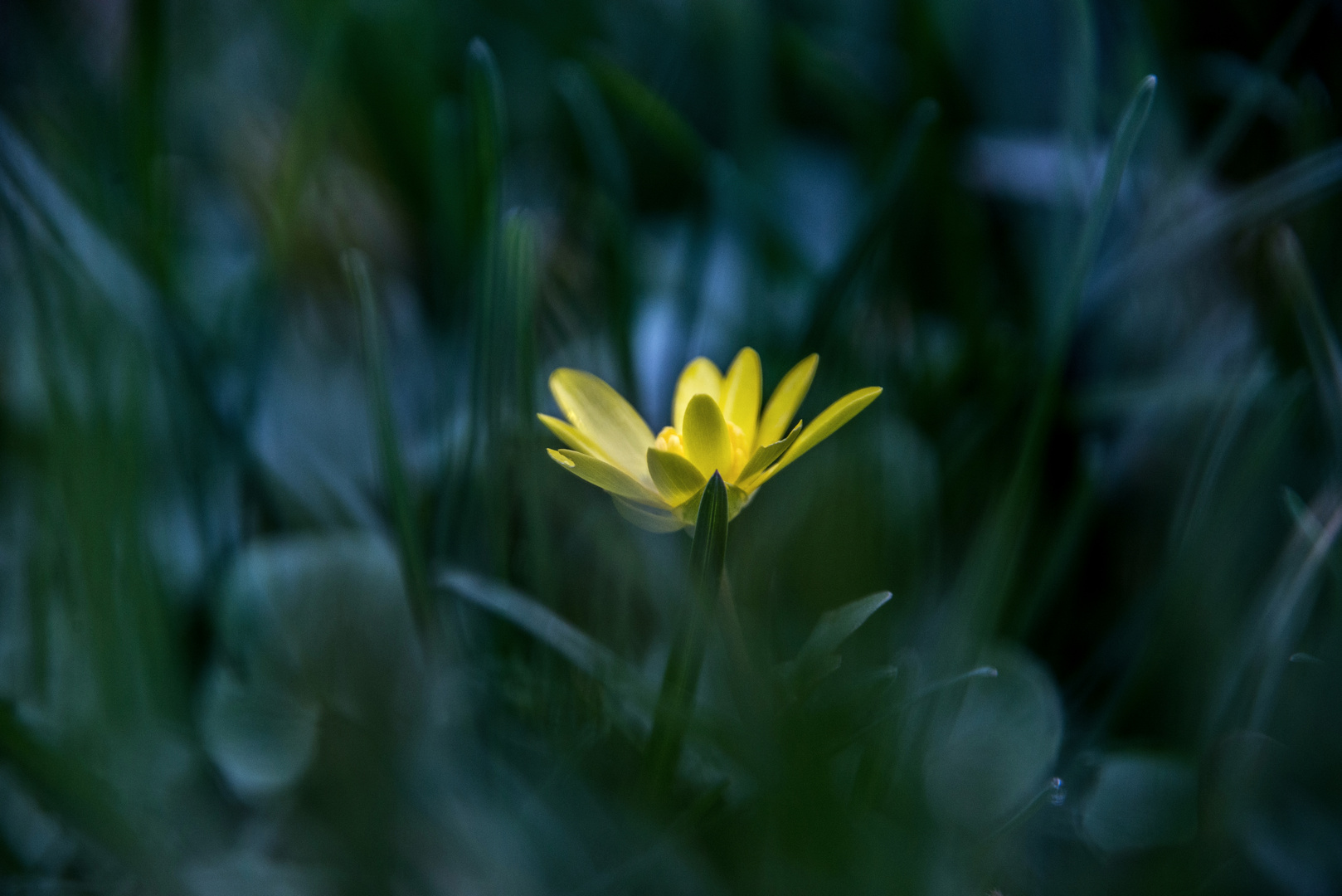 Wiesenwetter