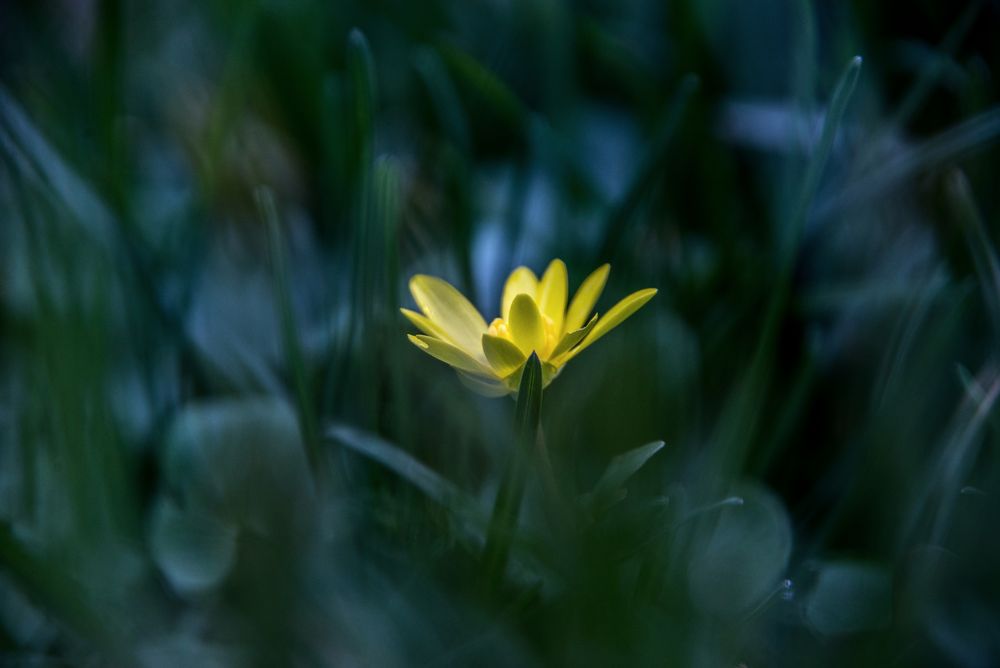 Wiesenwetter