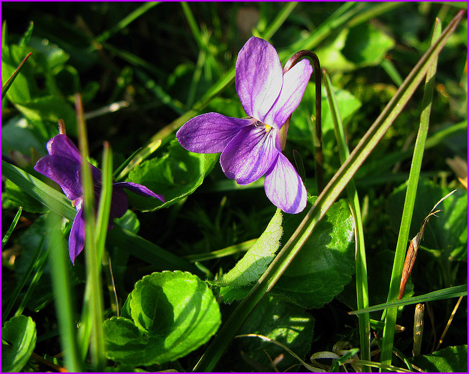 Wiesenwildwuchs