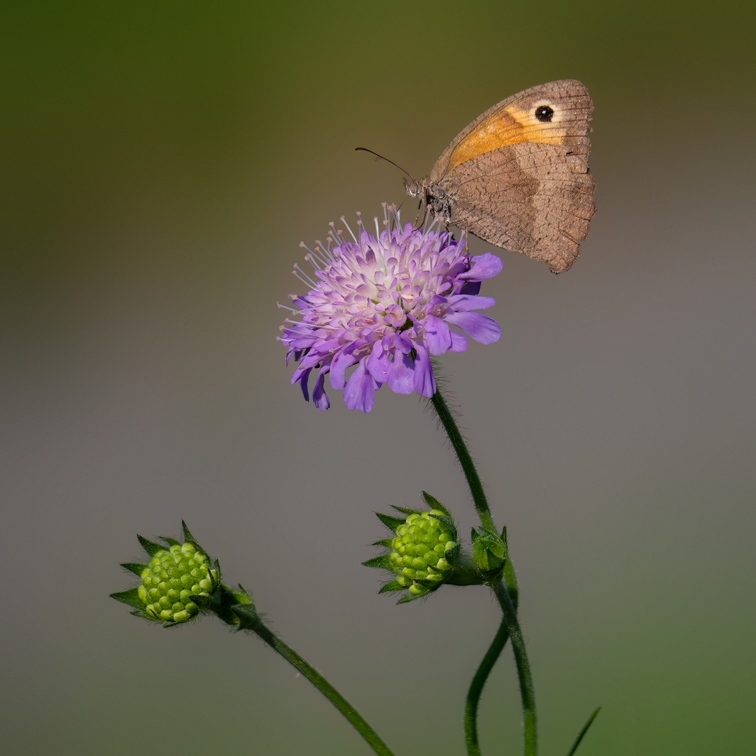 Wiesenwitwenblume