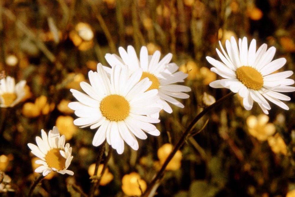 Wiesenwucherblumen (Margeriten)