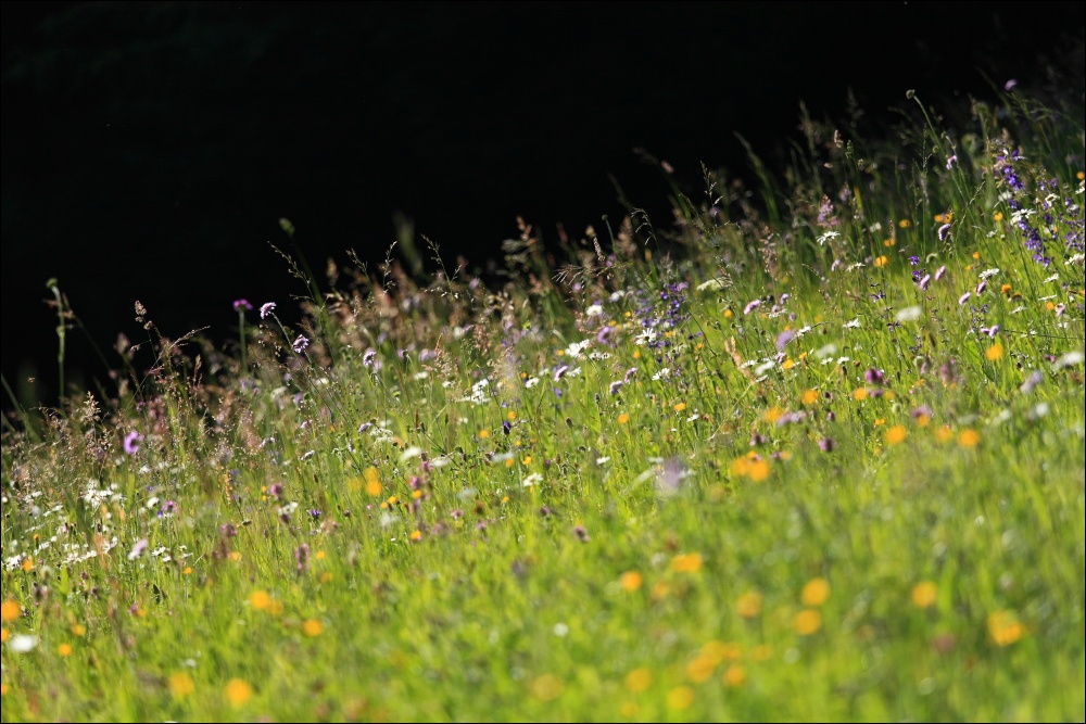 Wiesenwunder