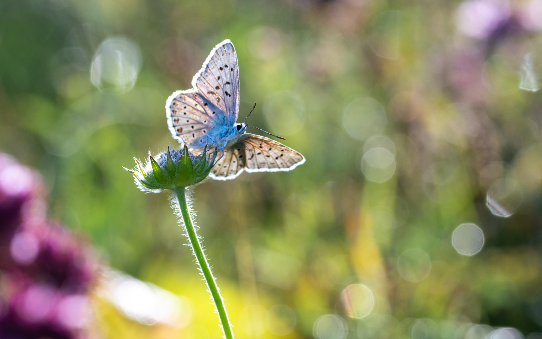 Wiesenwunderland