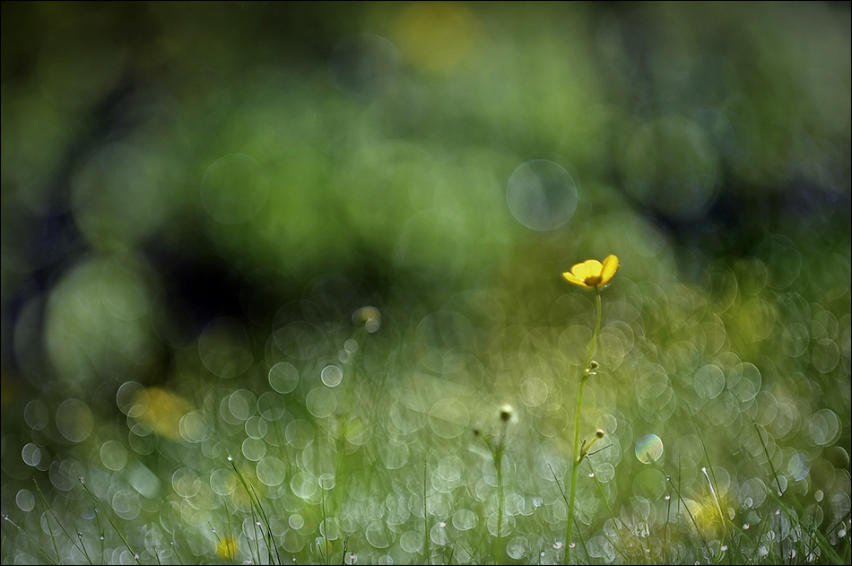 Wiesenzeit