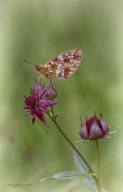 Wiesenzeit