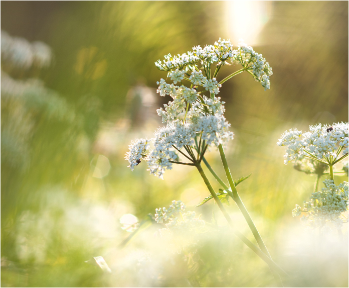 Wiesenzeit