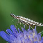 Wiesenzünsler (Crambus)