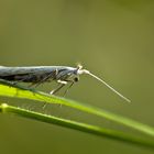 Wiesenzünsler - Crampus nemorellus