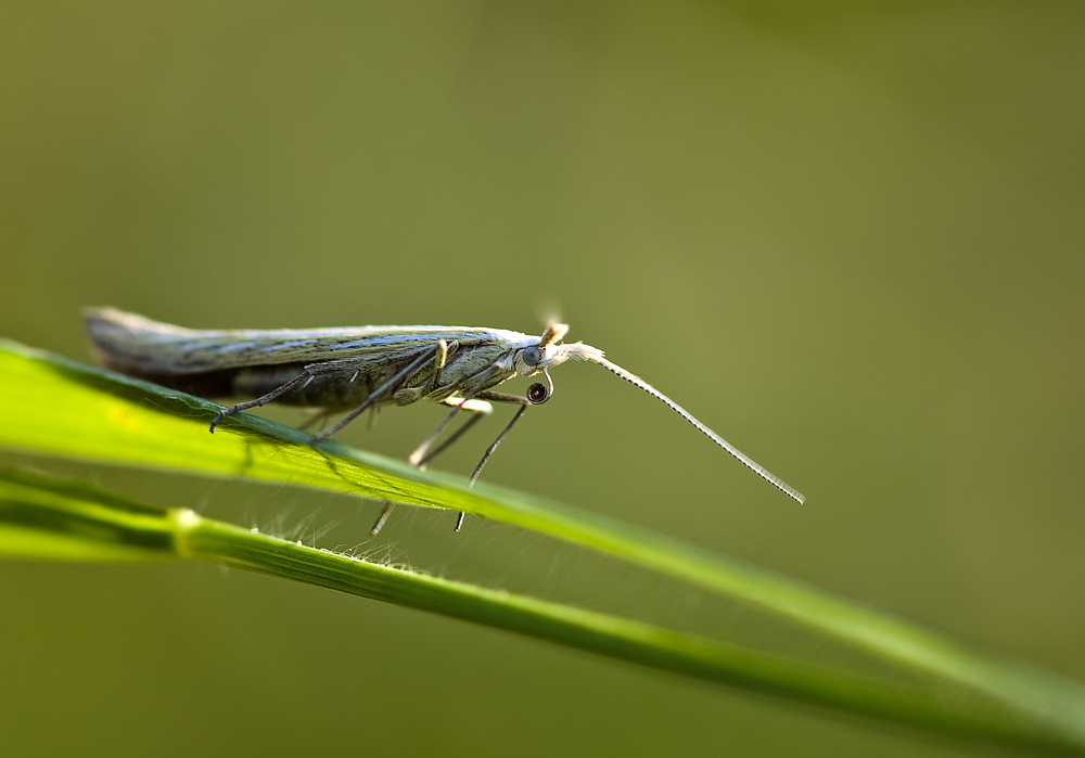 Wiesenzünsler - Crampus nemorellus