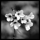 Wieseschaumkraut - Cardamine pratense