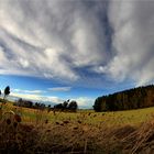 Wiese/Wald/Himmel