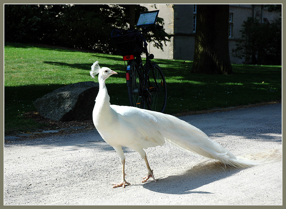 wieso CATwalk?