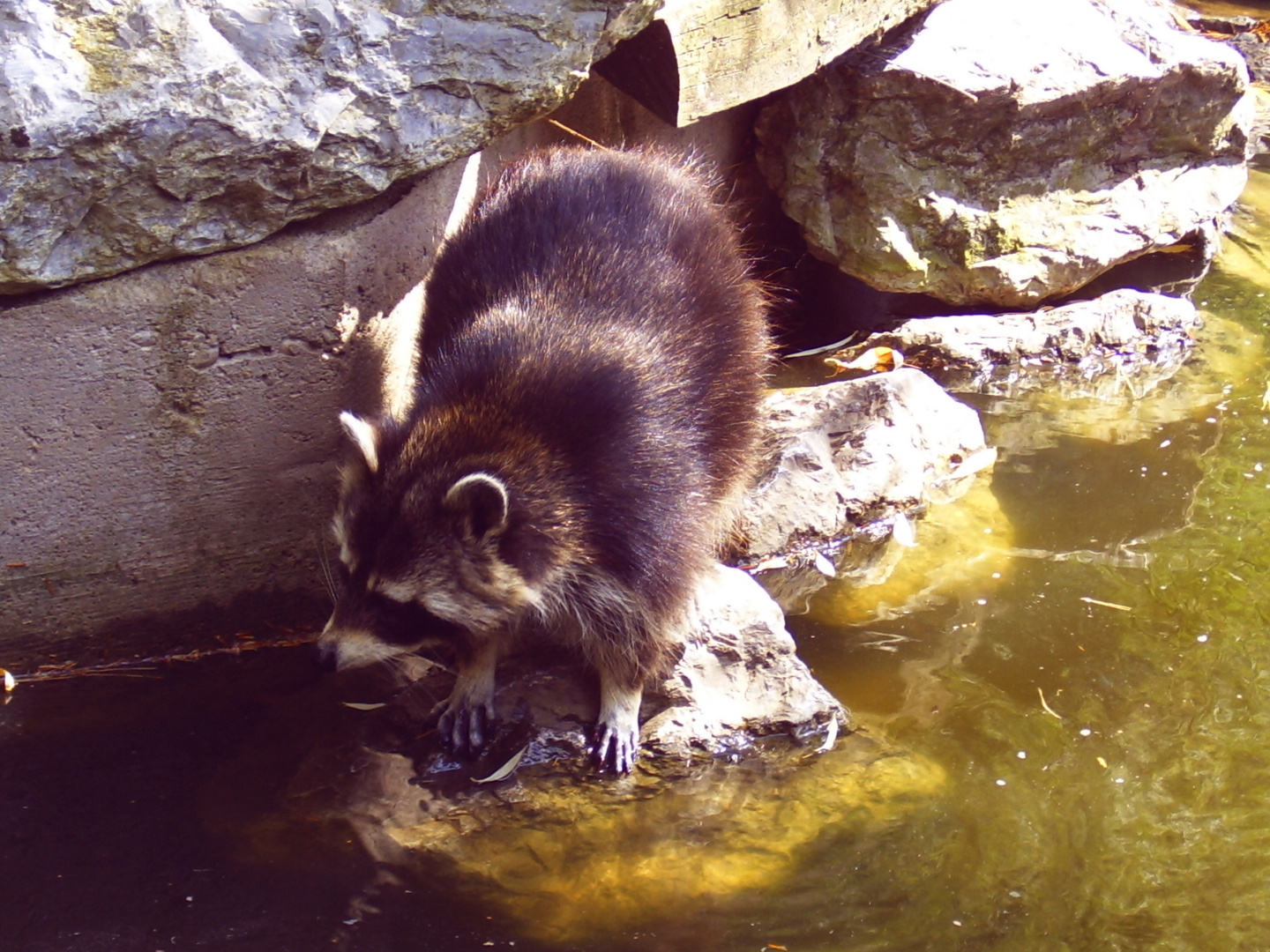 wieso der waschbär waschbär heißt...