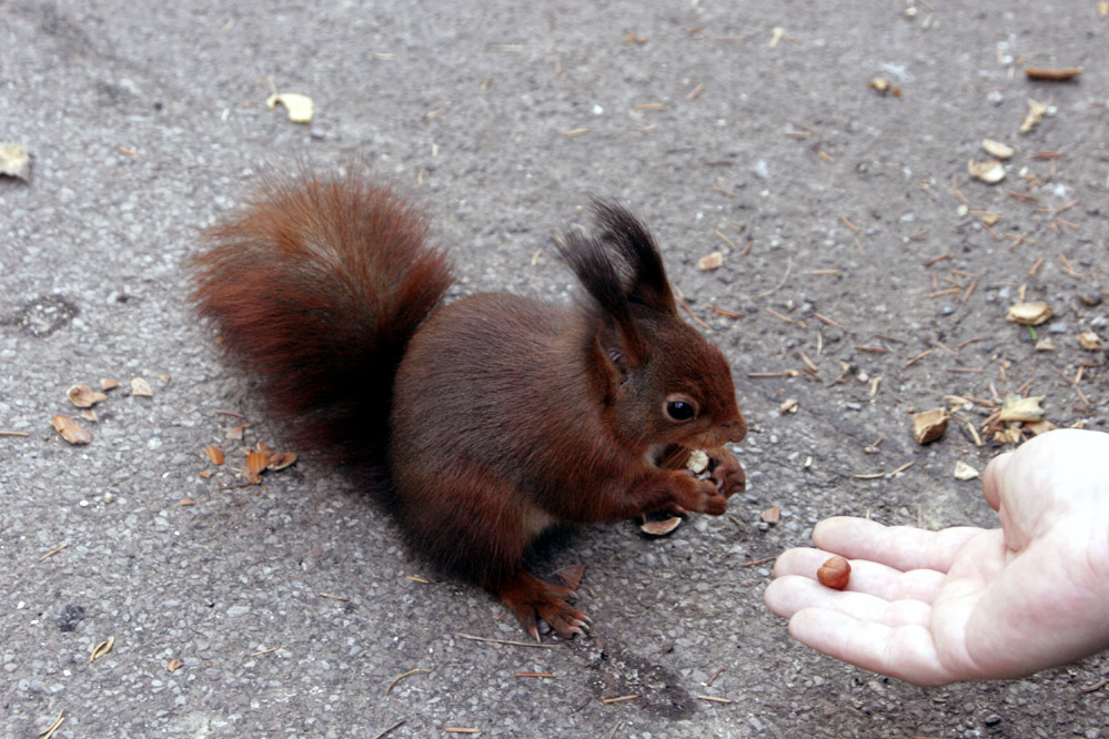 Wieso heissen die eigentlich Eichhörnchen???