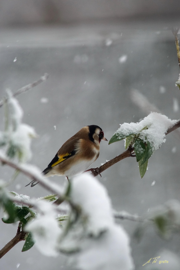 Wieso ist heute denn WInter?