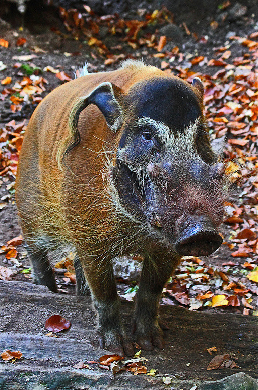 "Wieso sagen die alle zu mir, du altes Pinselohrschwein?" (+Tierinfo)