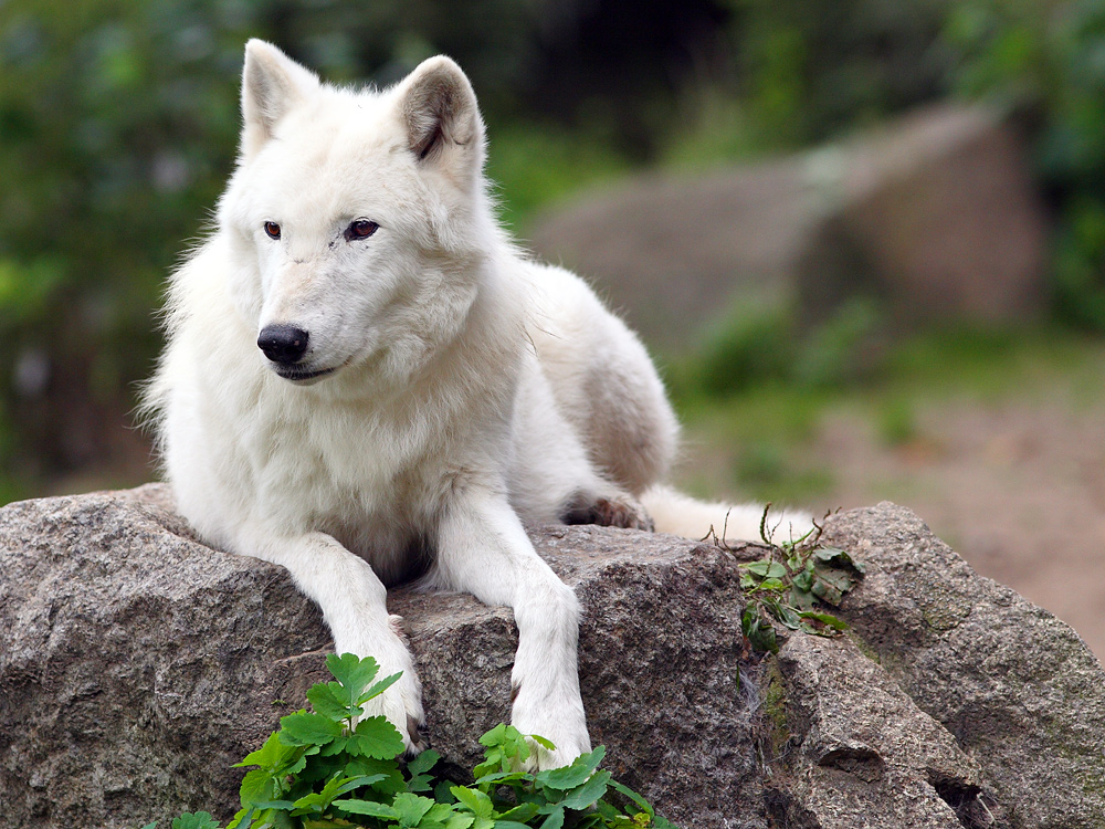 Wieso spricht man im Märchen vom "bösen" Wolf?