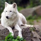 Wieso spricht man im Märchen vom "bösen" Wolf?