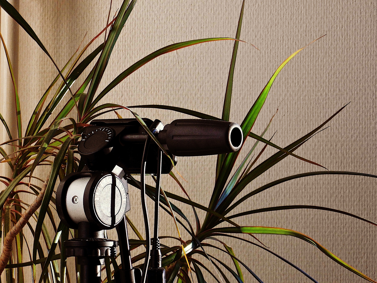 Wieso steht das Stativ in der Dracaena?