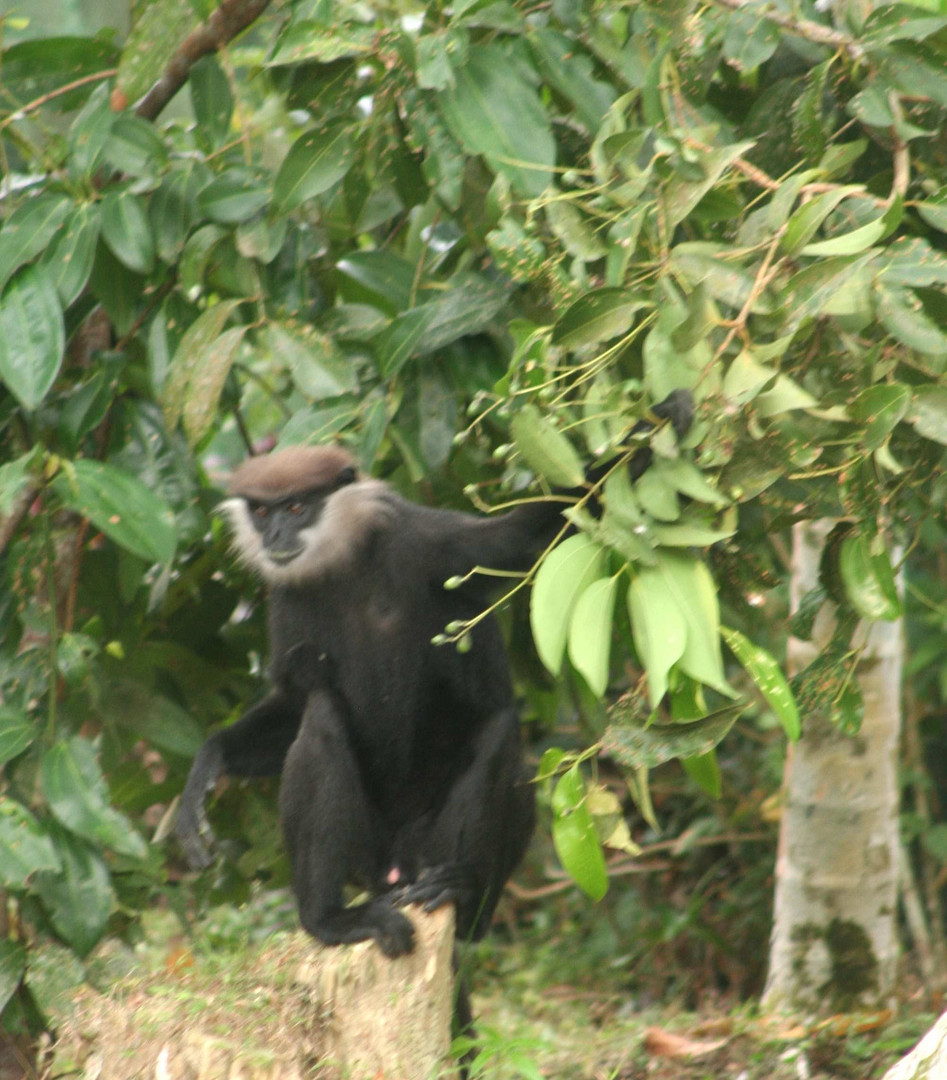 Wießbartlangur