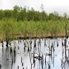 Wietingsmoor bei Freistatt