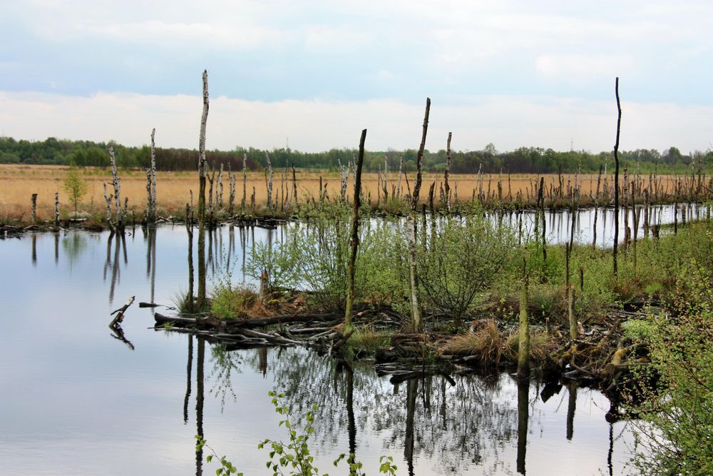 Wietingsmoor - spannende Natur