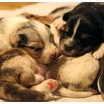 Wieviel Australian Shepherd Welpen sind auf diesem Foto zu finden???