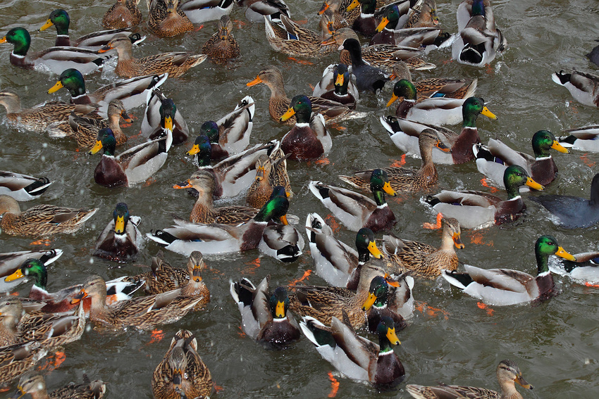 WIEVIEL Enten sind hier zu sehen? 20 - 30 oder noch mehr?