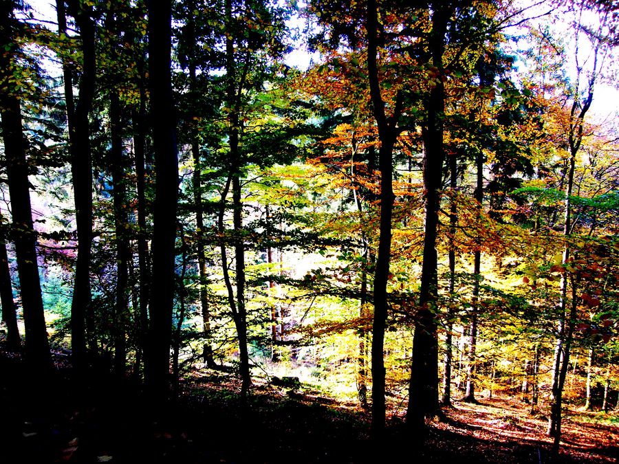 Wieviel Farben hat ein Wald ?