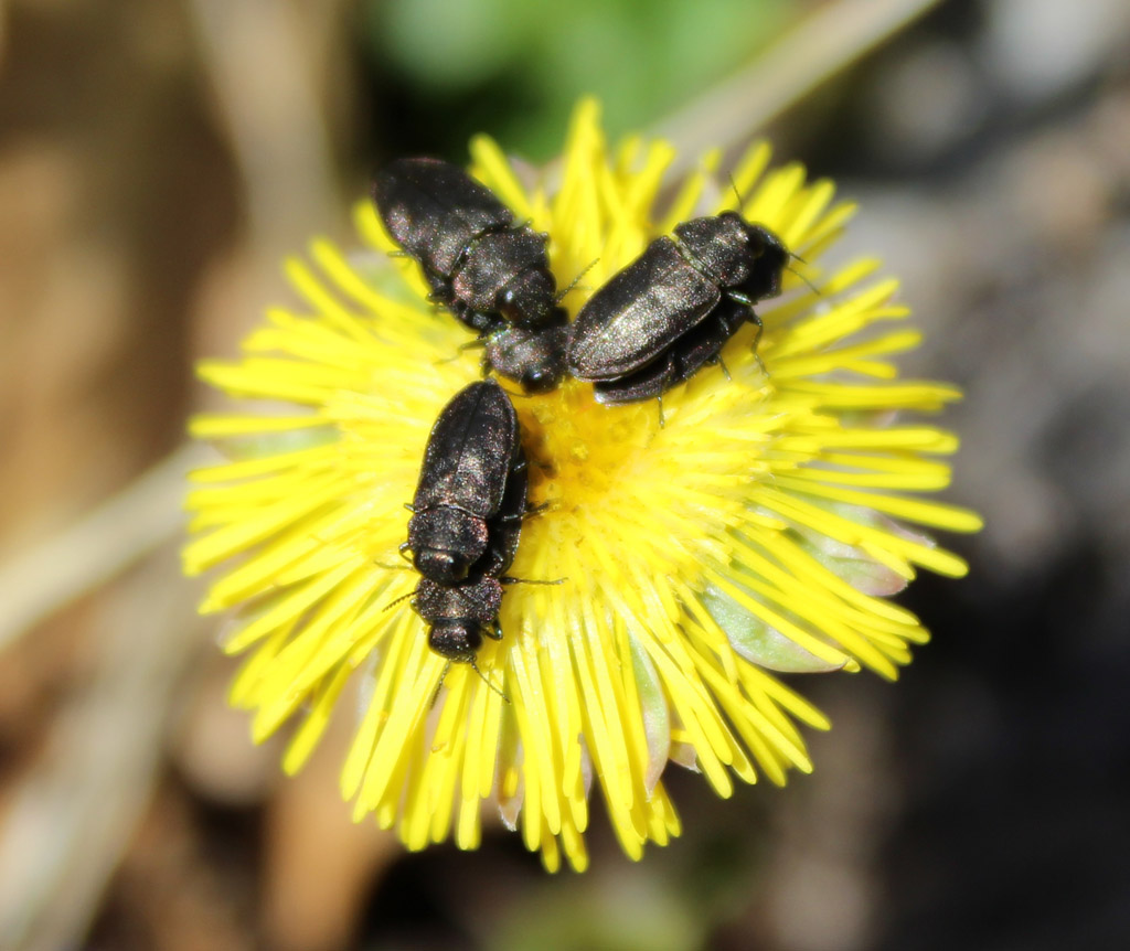 wieviel-ist-2-x-3-foto-bild-insekten-natur-tiere-bilder-auf