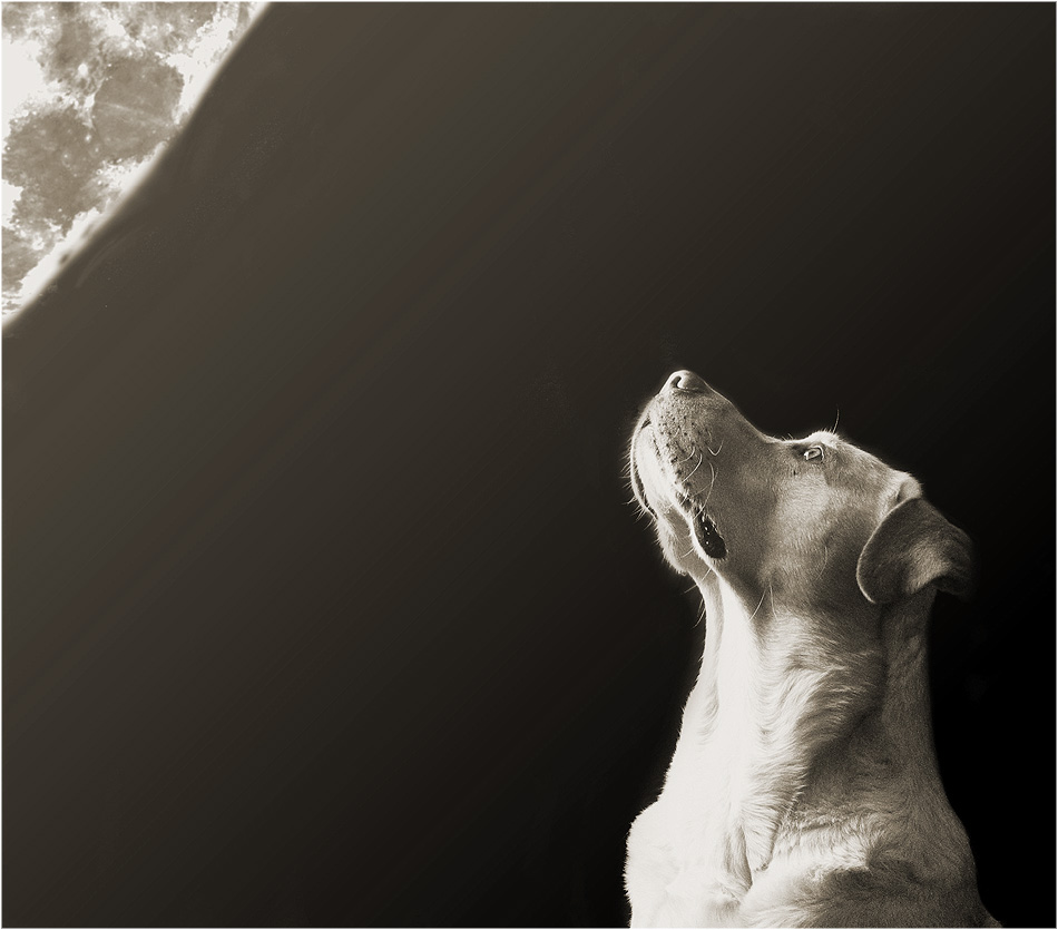 Wieviel Mond braucht ein Hund?