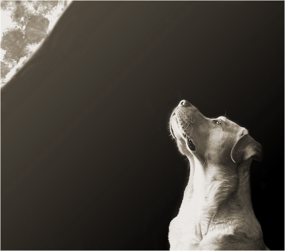 Wieviel Mond braucht ein Hund? Foto & Bild tiere, haustiere, hunde