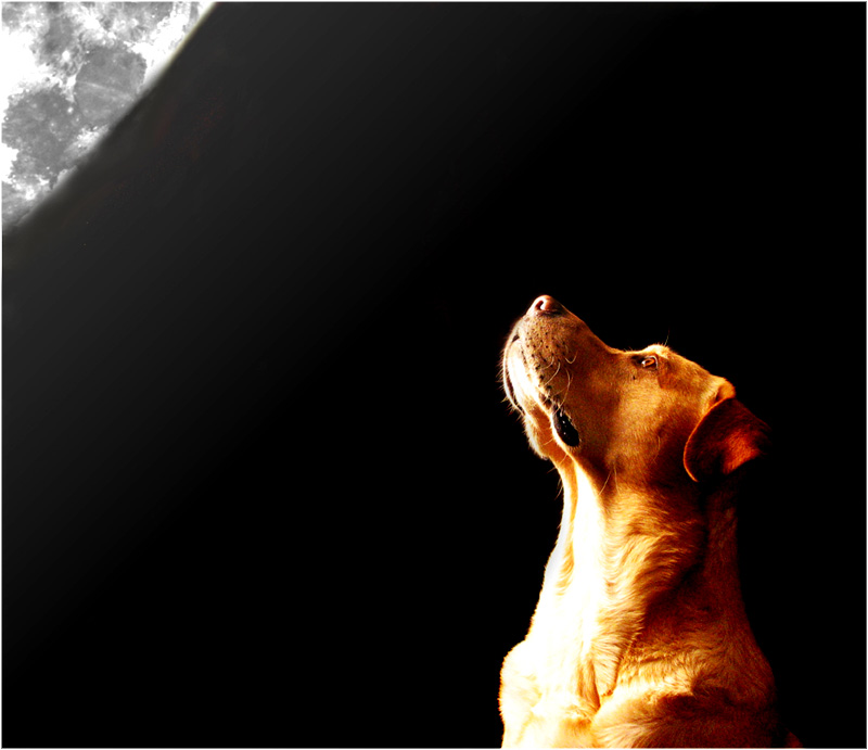 Wieviel Mond braucht ein Hund? NO.2
