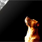 Wieviel Mond braucht ein Hund? NO.2