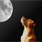 Wieviel Mond braucht ein Hund? NO.3