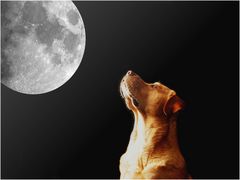 Wieviel Mond braucht ein Hund? NO.3