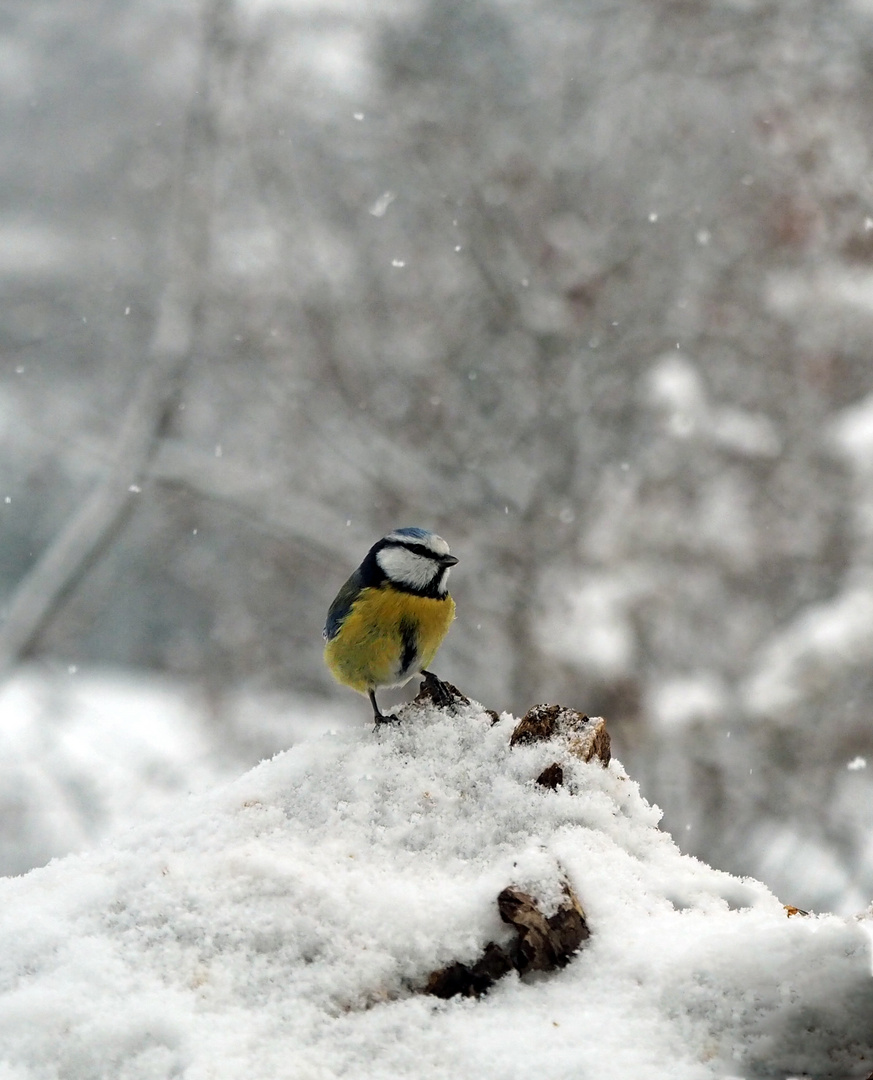 Wieviel Schnee noch?