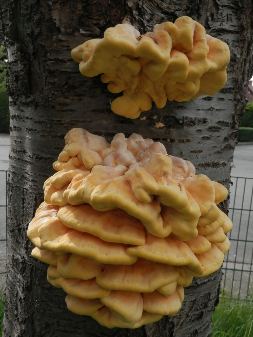 Wieviel Schwefelporling verkraftet ein Kirschbaum ?